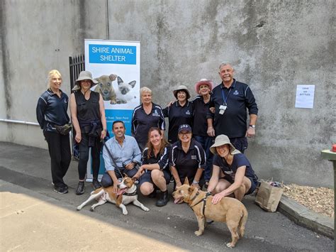 dog pound contact number|North Sydney Council .